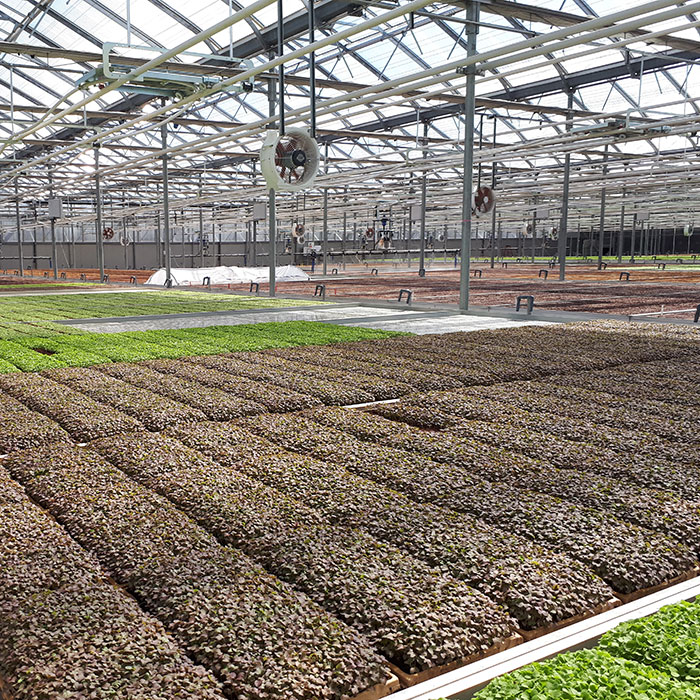 Acrylic covered gutter connect commercial greenhouse